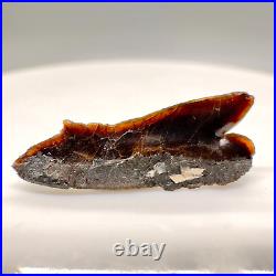 Rare, Large, very delicate 0.75 wide Fossil Bramble Shark Tooth Canada