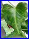 Rare_Philodendron_Golden_Dragon_Very_Large_Plant_In_3ltr_P0t_House_Plant_01_id