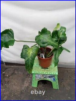 Rare Philodendron Golden Dragon Very Large Plant In 3ltr P0t House Plant