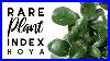 Rare_Plant_Index_7_Hoya_Uncommon_To_Extremely_Rare_Plants_01_am
