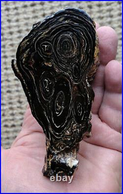 Rare, Very Large, Vintage Genuine Hawaiian Black Coral Antipatharian Base, Raw