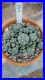 Rare_cactus_Very_large_Old_cluster_with_many_heads_Roughly_5in_Wide_plant_10_01_qhu