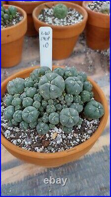 Rare cactus, Very large, Old cluster with many heads, Roughly 5in Wide plant #10