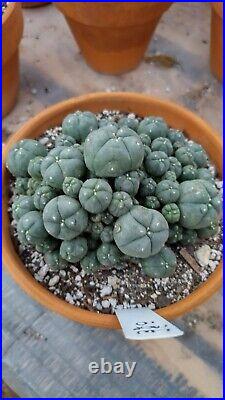 Rare cactus, Very large, Old cluster with many heads, Roughly 5in Wide plant #10