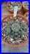Rare_cactus_Very_large_Old_cluster_with_many_heads_Roughly_5in_Wide_plant_21_01_xgwa