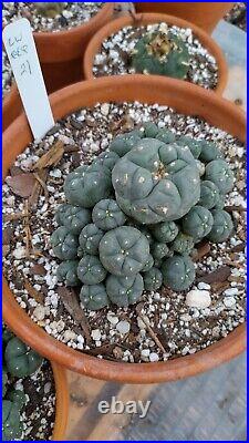Rare cactus, Very large, Old cluster with many heads, Roughly 5in Wide plant #21
