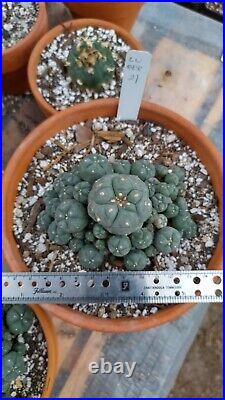 Rare cactus, Very large, Old cluster with many heads, Roughly 5in Wide plant #21
