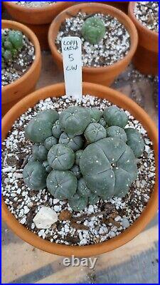 Rare cactus, Very large, Old cluster with many heads, Roughly 5in Wide plant #5