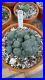 Rare_cactus_Very_large_Old_cluster_with_many_heads_Roughly_5in_Wide_plant_5_01_tlex