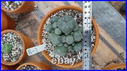 Rare cactus, Very large, Old cluster with many heads, Roughly 5in Wide plant #5