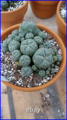 Rare cactus, Very large, Old cluster with many heads, Roughly 5in Wide plant #6