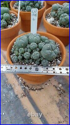 Rare cactus, Very large, Old cluster with many heads, Roughly 5in Wide plant #6