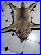 Taxidermy_Large_Coyote_Rare_Very_Hairy_Rug_Home_Decor_01_hqt
