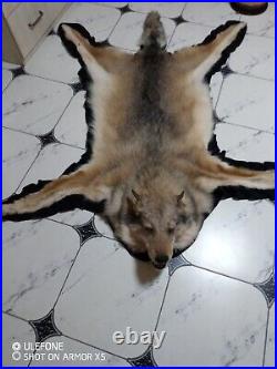 Taxidermy Large Coyote Rare Very Hairy Rug Home Decor