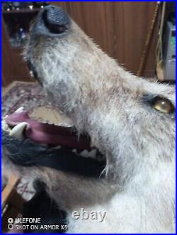 Taxidermy Large Coyote Rare Very Hairy Rug Home Decor