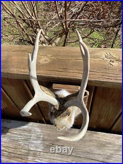 Taxidermy, Very RARE, Shoulder Mount, Large 6 point, Non-Typical JACK-A-LOPE