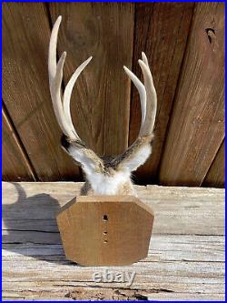 Taxidermy, Very RARE, Shoulder Mount, Large 6 point, Non-Typical JACK-A-LOPE