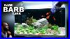The_Rare_Barb_Aquarium_Beautiful_Aquascape_Tutorial_W_Rocks_U0026_Plants_Only_01_nlsu
