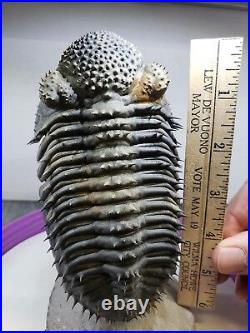 VERY Large Flying Drotops Armatus Phacopi Trilobite Free Standing Museum Fossil