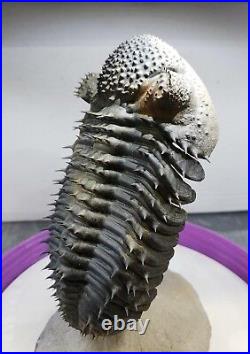 VERY Large Flying Drotops Armatus Phacopi Trilobite Free Standing Museum Fossil