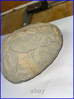Very Large asian fossil seed, fruit, nut, extremely rare Jurassic petrified wood