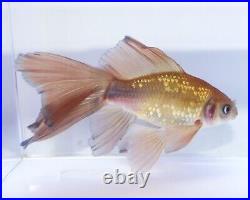 Very Rare! Mock Metallic Veiltail Comet Live Big Goldfish 7 Large Pond Fish