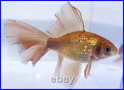 Very Rare! Mock Metallic Veiltail Comet Live Big Goldfish 7 Large Pond Fish
