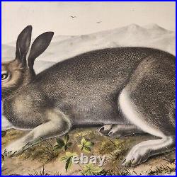 Very Rare Original Large Folio Audubon Quadrupeds Polar Hare Or Lepus Glacialis