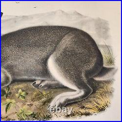 Very Rare Original Large Folio Audubon Quadrupeds Polar Hare Or Lepus Glacialis