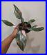 Very_Variegated_Pink_Princess_Philodendron_Fully_Rooted_Rare_Plant_Large_PPP_01_sxc