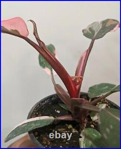Very Variegated Pink Princess Philodendron Fully Rooted Rare Plant, Large PPP
