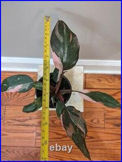 Very Variegated Pink Princess Philodendron Fully Rooted Rare Plant, Large PPP