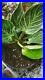 Very_large_Philodendron_birkin_Rare_Aroid_Monstera_Anthurium_Alocasia_01_dyo