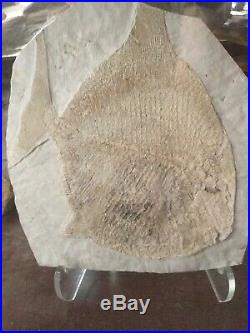 Very rare large fossil fish from Lebanon Paleobalistum a Cretaceous beauty